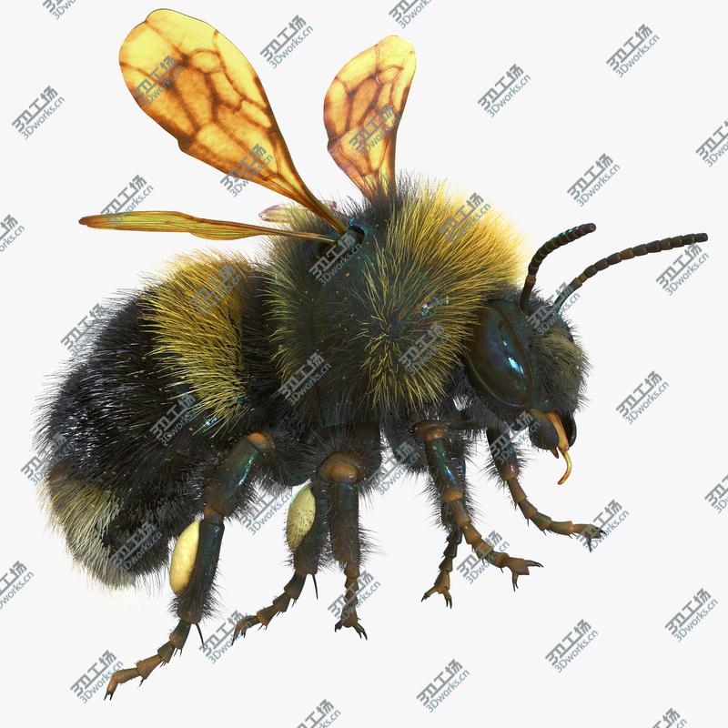 images/goods_img/202104092/Bumblebee Rigged/1.jpg